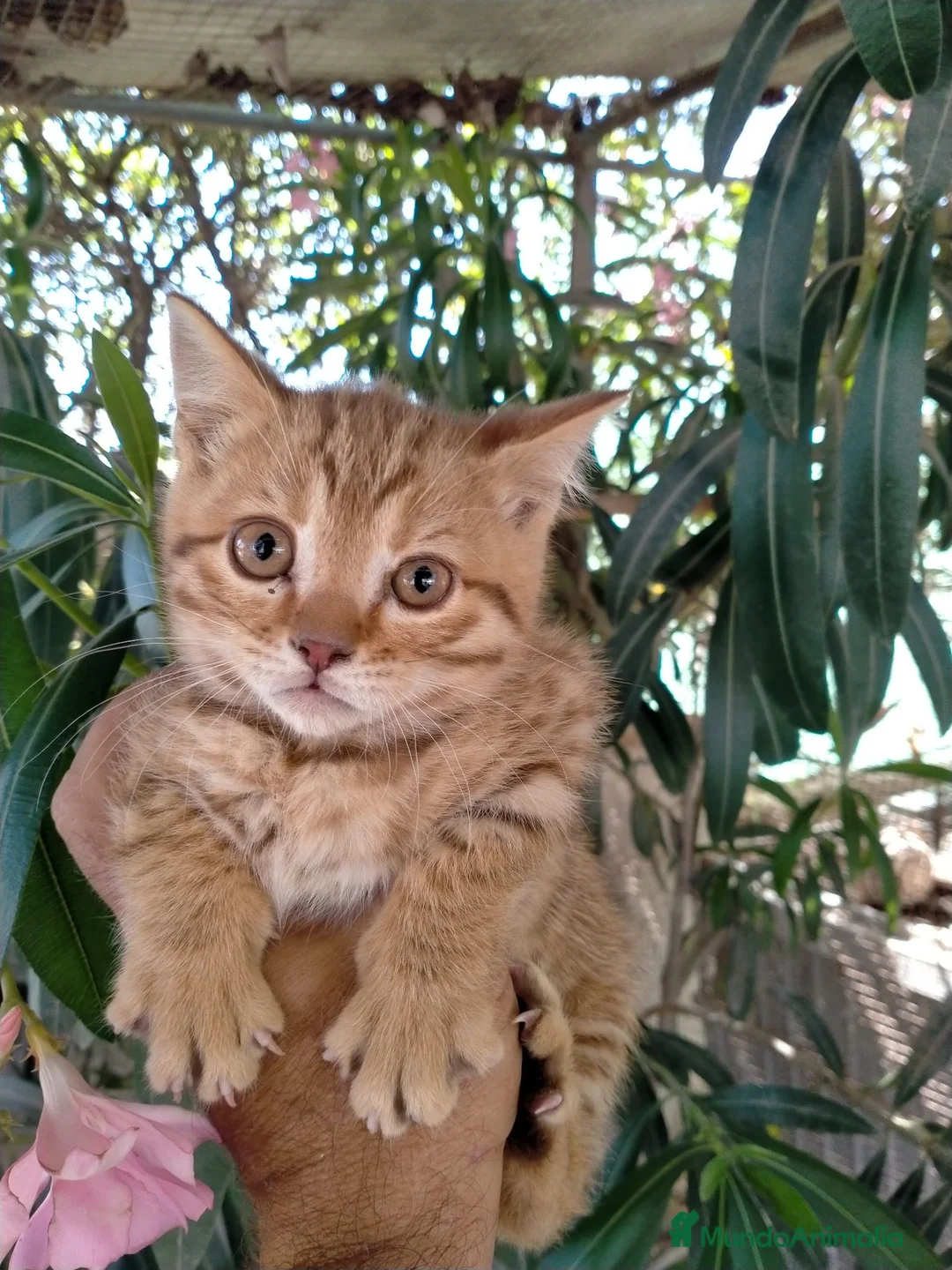 Británico de Pelo Corto gatos en venta: Gatitos British  - Anuncio 2