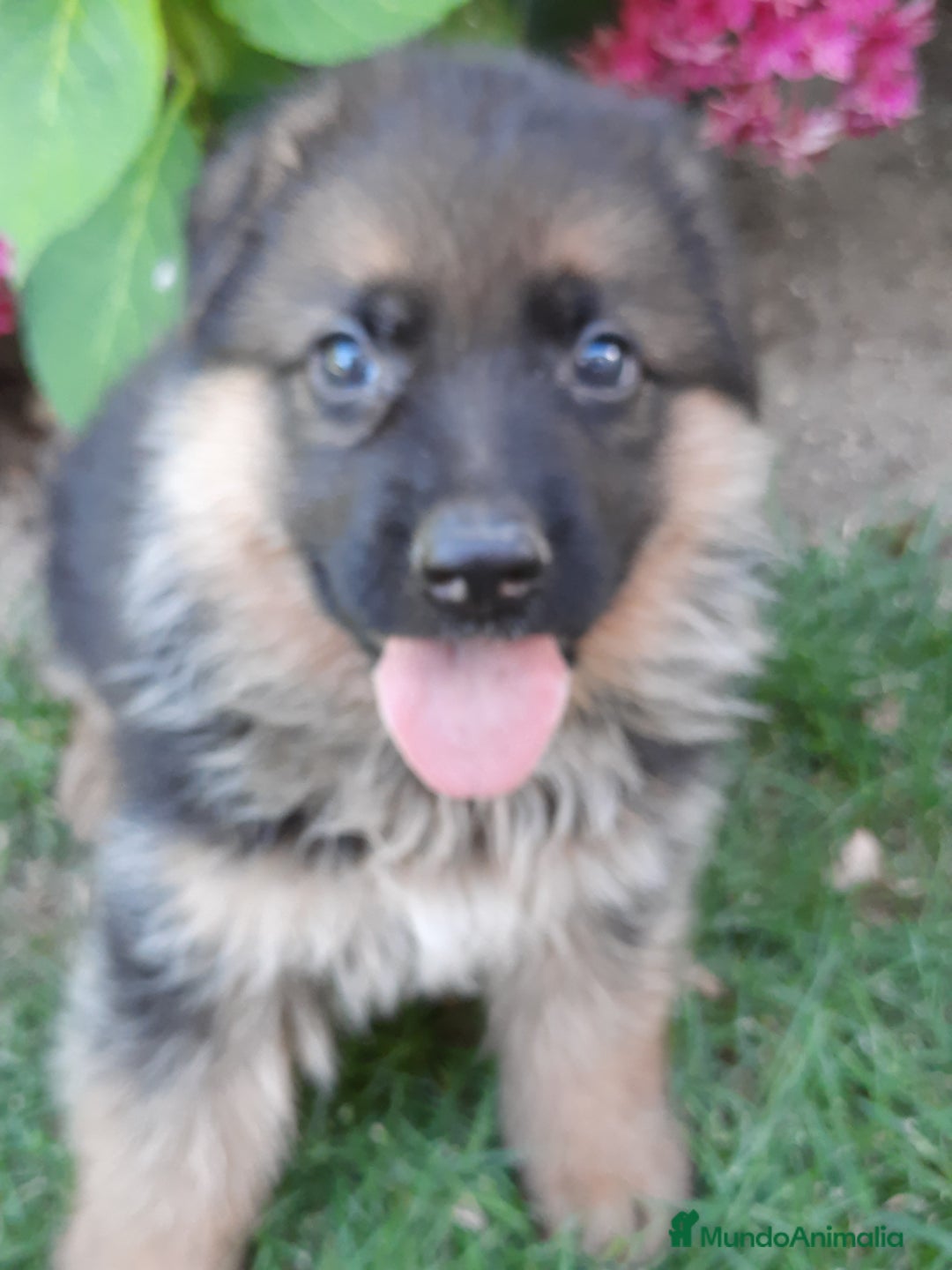 Pastor Alemán perros en venta: Pastor aleman - Imagen 2