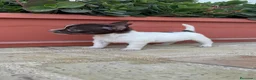 Chihuahua perros en venta: CHIHUAHUA MACHO - Anuncio 9