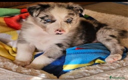 Border Collie perros en venta: Border collie blue merle ojos azules en Sevilla - Imagen 1