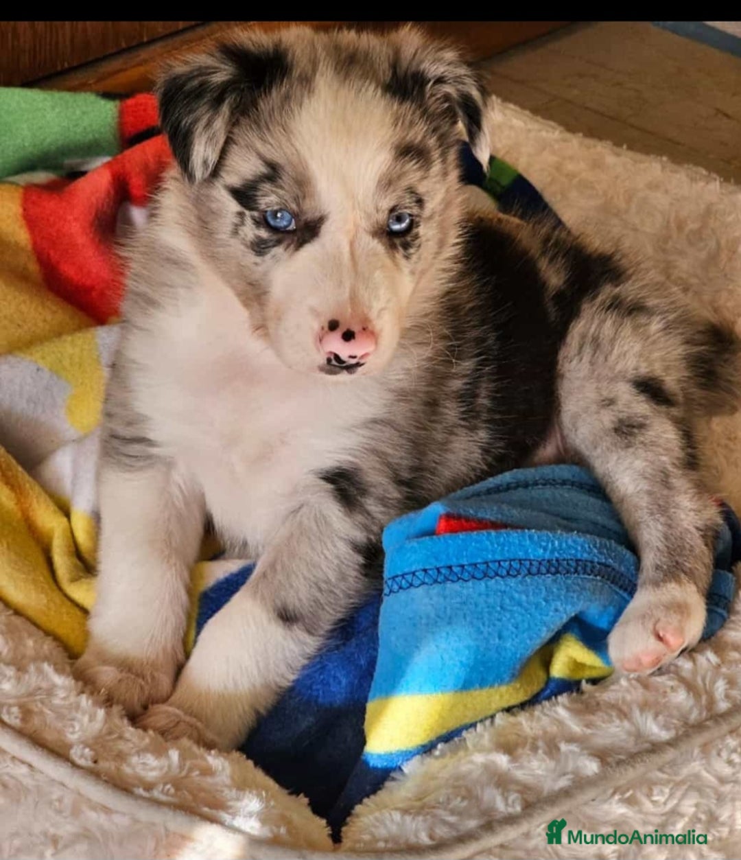 Border Collie perros en venta: Border collie blue merle ojos azules en Sevilla - Imagen 1