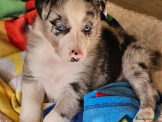 Border Collie perros en Sevilla - Anuncio 20