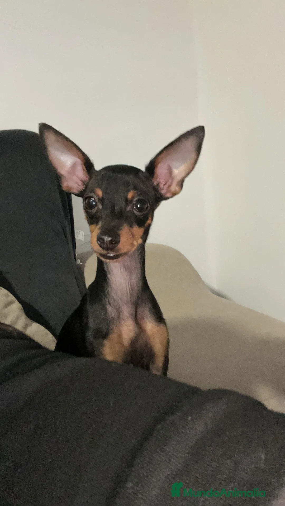 Pinscher Miniatura perros en venta: Pincher miniatura en Badajoz - Anuncio 3