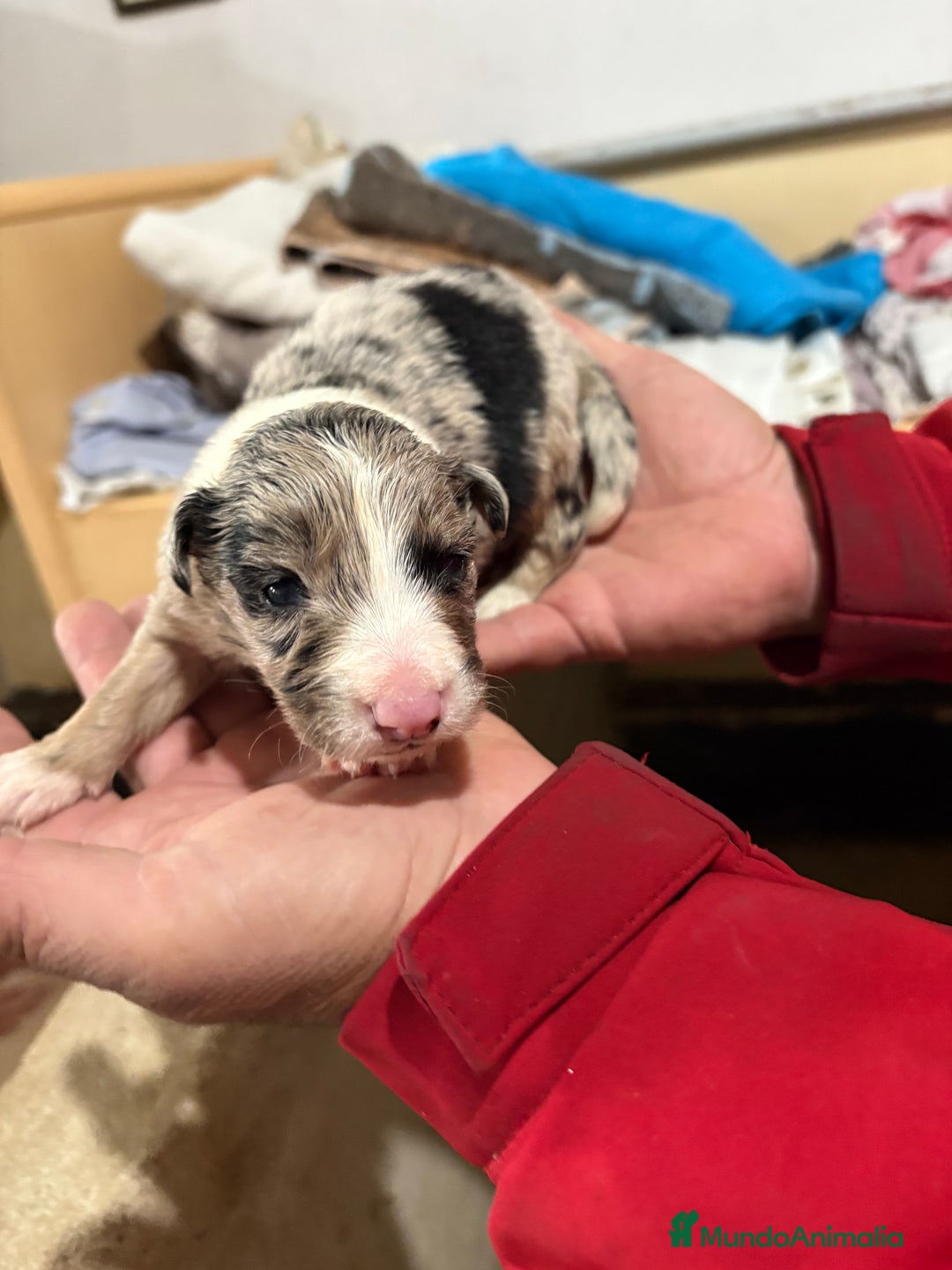 Border Collie perros en venta: Cachorros border collie machos y hembras varios  - Anuncio 10