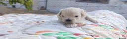 Maltipoo perros en venta: MALTIPOOS - Anuncio 3
