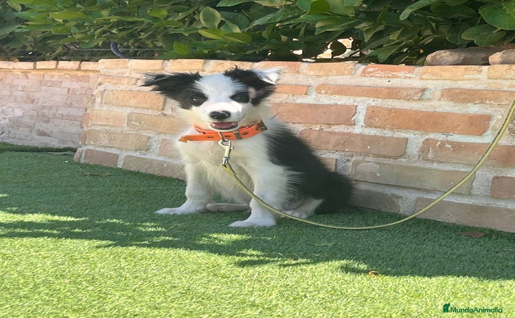 Border Collie perros - Anuncio 1