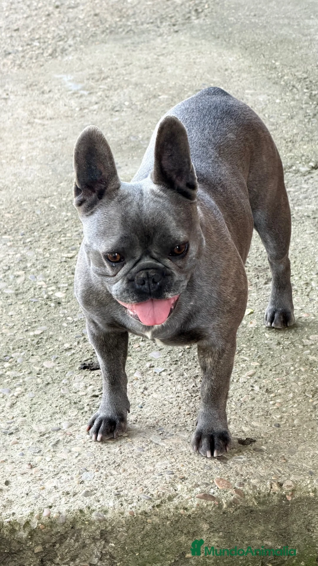 Bulldog Francés perros en venta: Espectáculo de bulldog francés negro - Anuncio 2