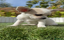 Chihuahua perros en venta: CHIHUAHUA MACHO - Imagen 18