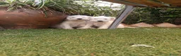 Schnauzer Miniatura perros en venta: Schnauzer mini blanco  - Anuncio 2