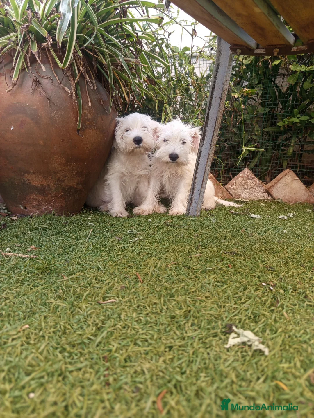 Schnauzer Miniatura perros en venta: Schnauzer mini blanco  - Anuncio 2