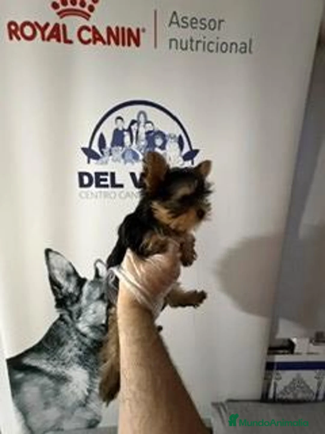 Yorkshire Terrier perros en venta: YORKSHIRE MINI - Anuncio 2