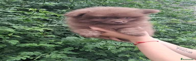 Pomchi 2