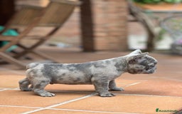 Bulldog Francés perros en venta: BULLDOG FRANCES MACHO MERLE TRILILAC  - Imagen 5