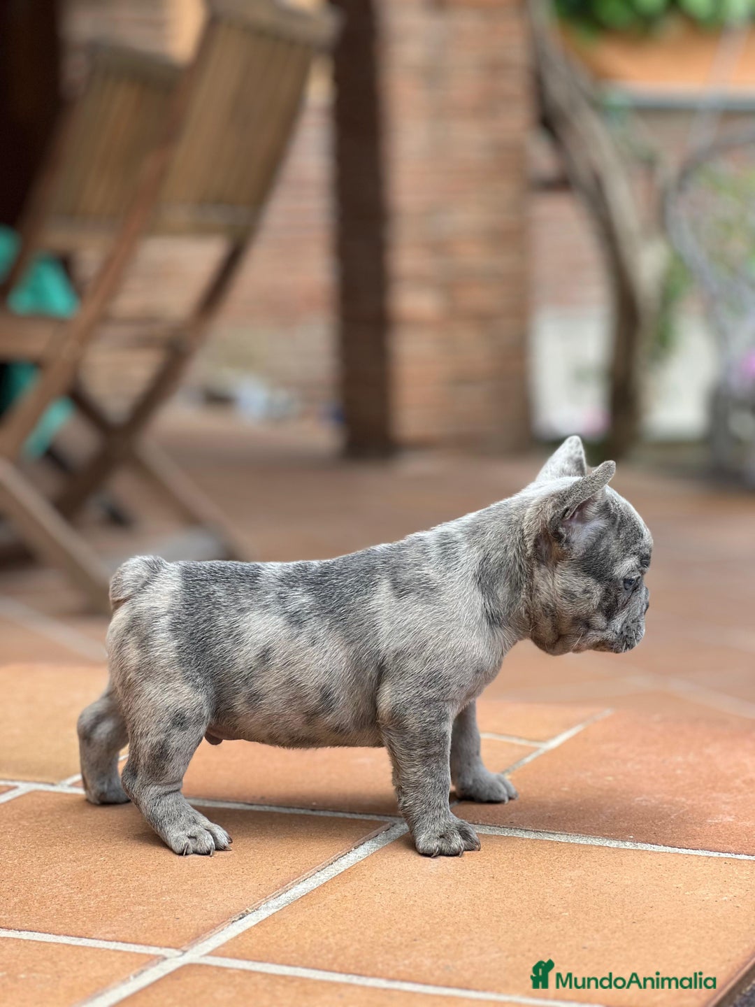 Bulldog Francés perros en venta: BULLDOG FRANCES MACHO MERLE TRILILAC  - Imagen 5