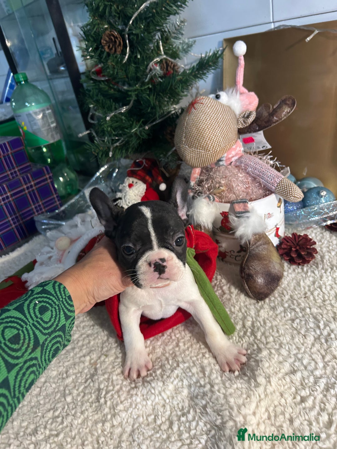 Bulldog Francés perros en venta: Bulldog francés  - Anuncio 6