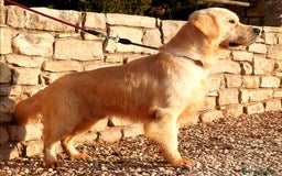 Golden Retriever perros en adopcion: Golden Retriever - Imagen 2
