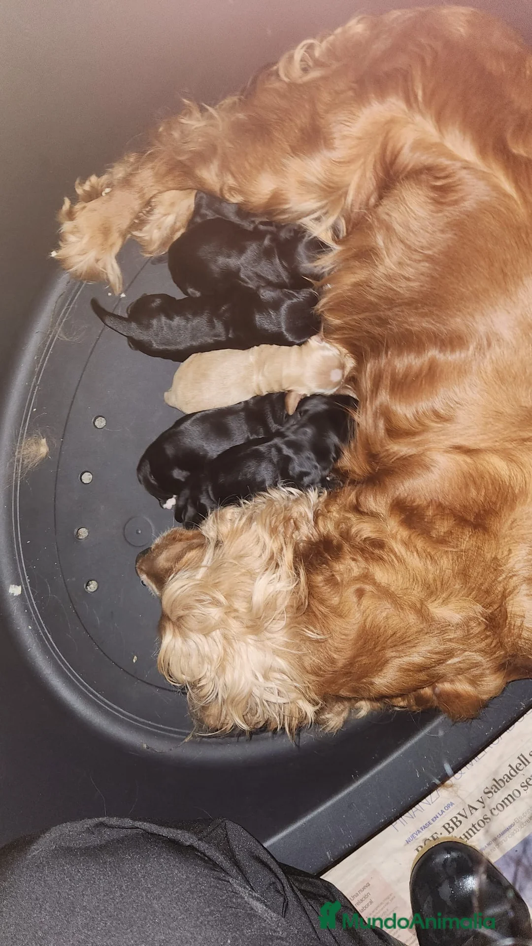 Cocker Spaniel Inglés perros en venta: COCKER SPANIEL INGLÉS BLACK AND TAN - Anuncio 2
