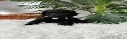 Caniche Enano perros en venta: CANICHES ENANAS HEMBRAS - Anuncio 3