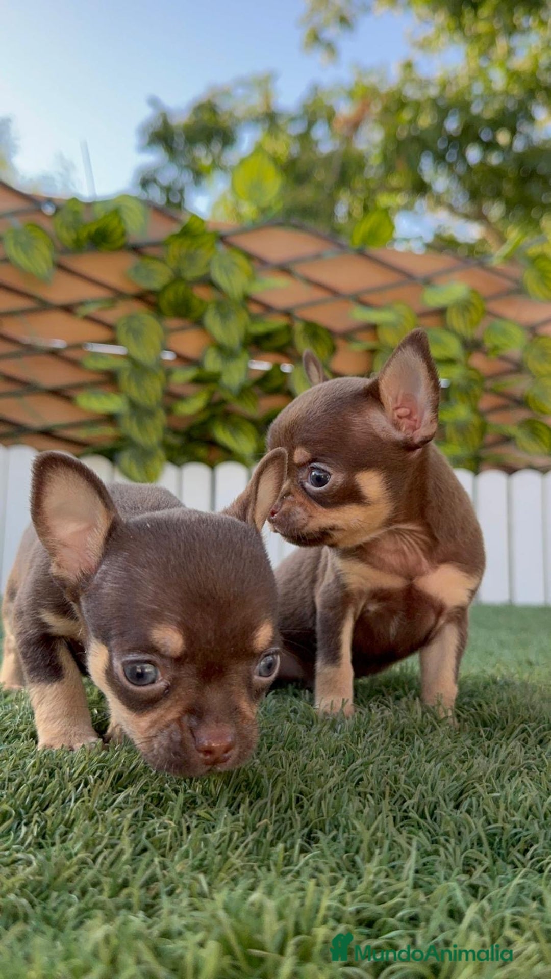 Chihuahua perros en venta: CHIHUAHUA MACHO - Imagen 7
