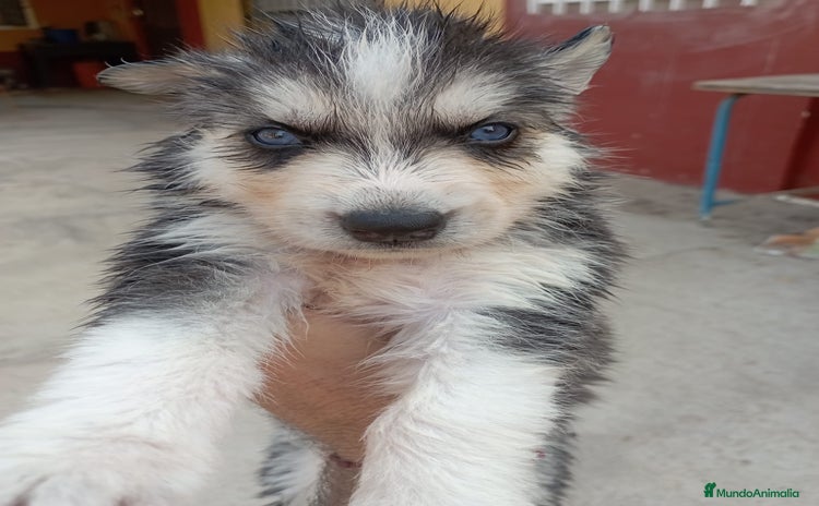 Husky Siberiano perros - Anuncio 1
