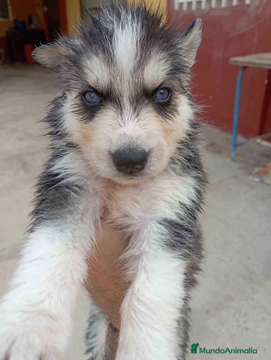 Husky Siberiano perros en venta: Husky siberiano  - Imagen 1