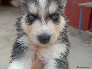 Husky Siberiano perros - Anuncio 7