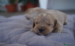 Maltipoo perros en venta: 🐾 Kepi y Harry – Maltipoo en sus primeros días ☁️ - Imagen 3
