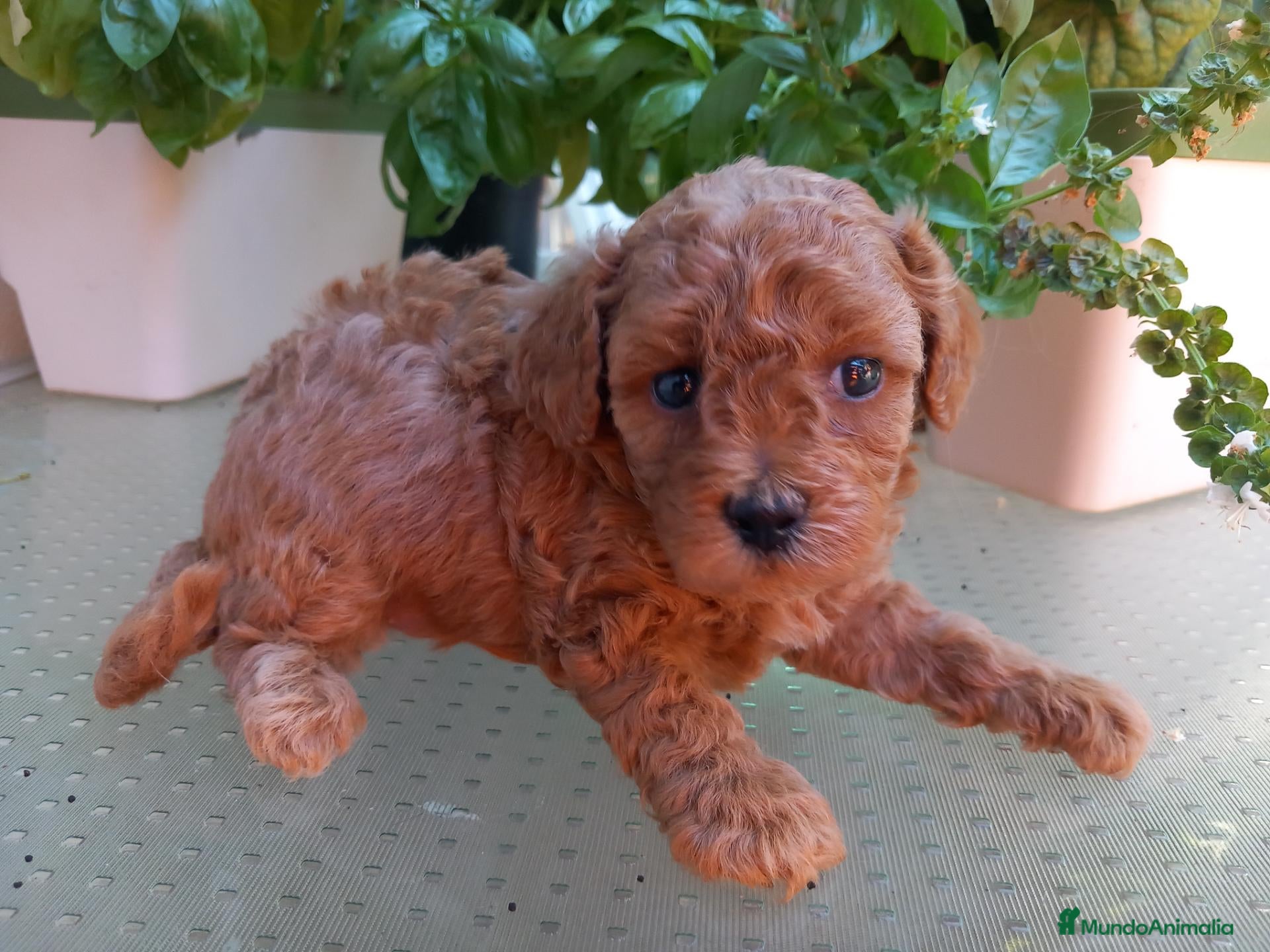 Caniche Toy perros Red toy poodle cachorro caniche. - Anuncio 29