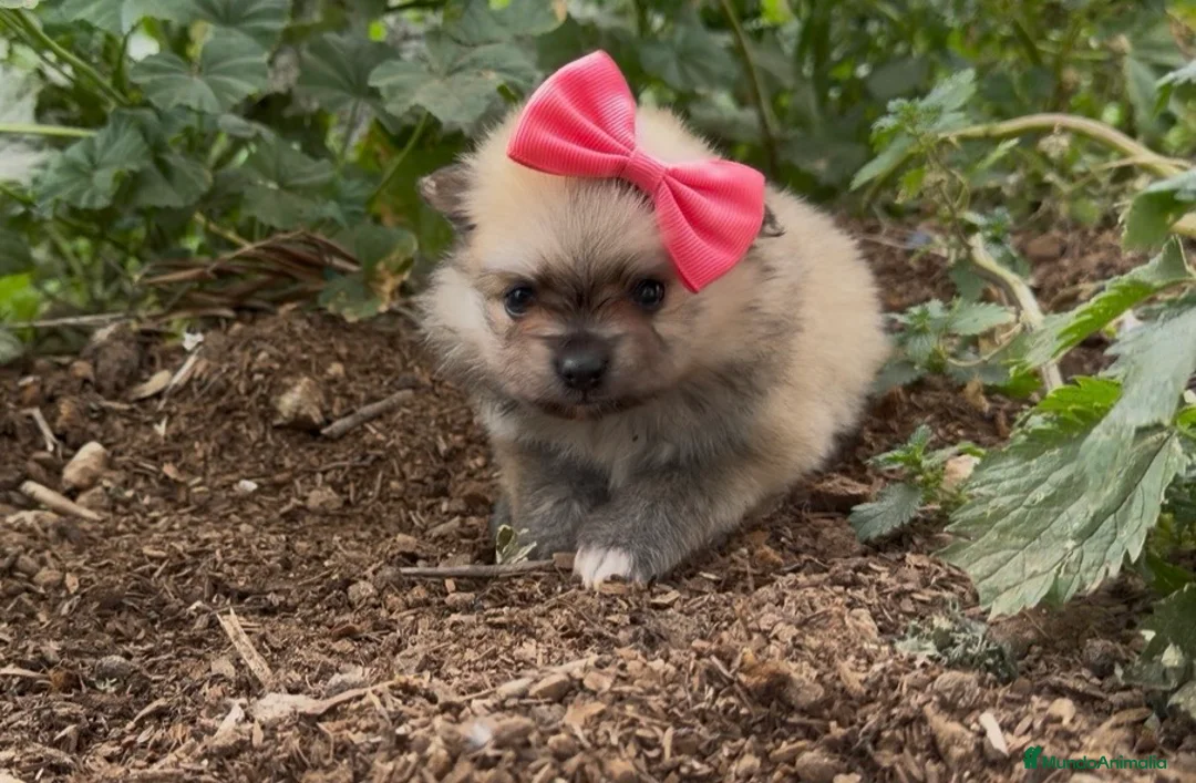 Pomerania perros en venta: Pomerania toy  - Anuncio 3