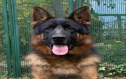 Pastor Alemán perros en venta: Cachorros De Pastor Aleman en Salamanca - Imagen 2