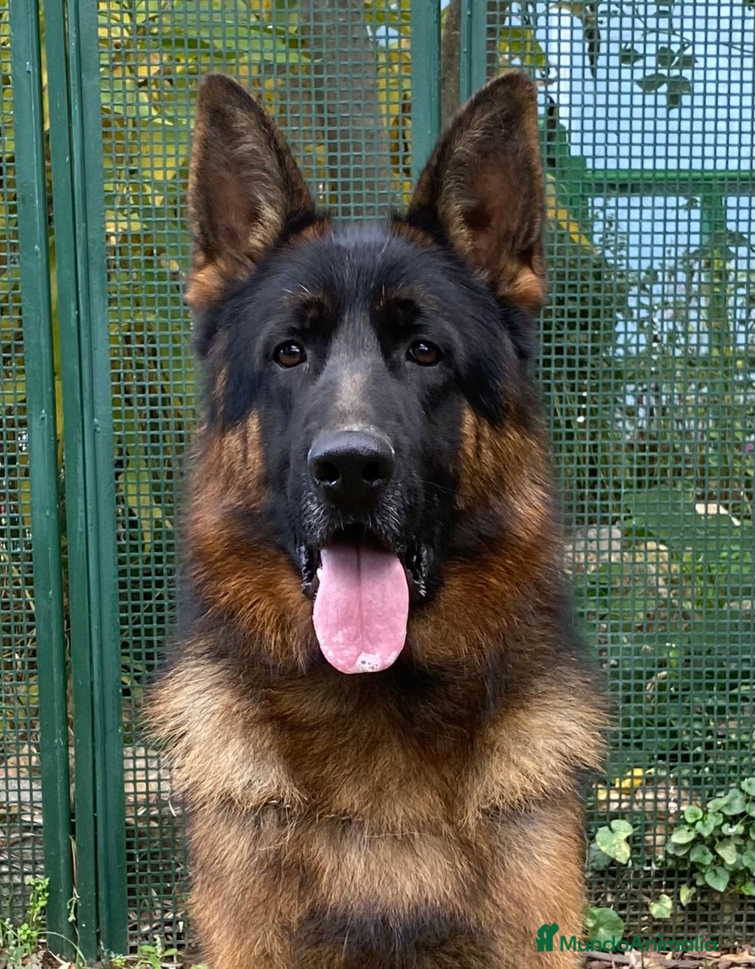 Pastor Alemán perros en venta: Cachorros De Pastor Aleman en Salamanca - Imagen 2