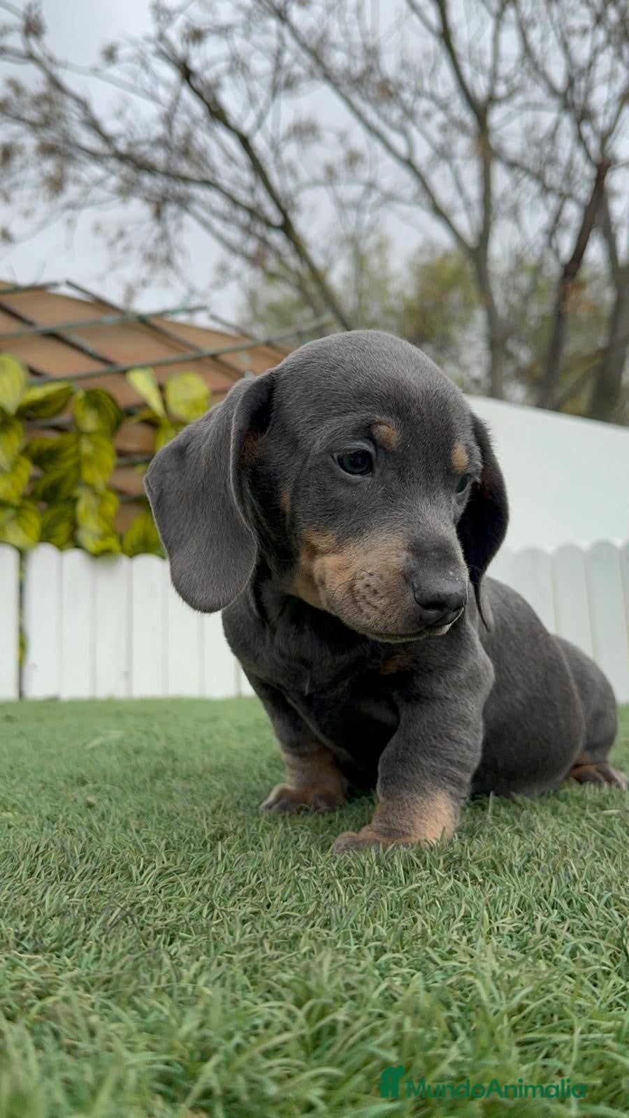 Teckel Miniatura perros TECKEL MINIATURA BLUE - Anuncio 1