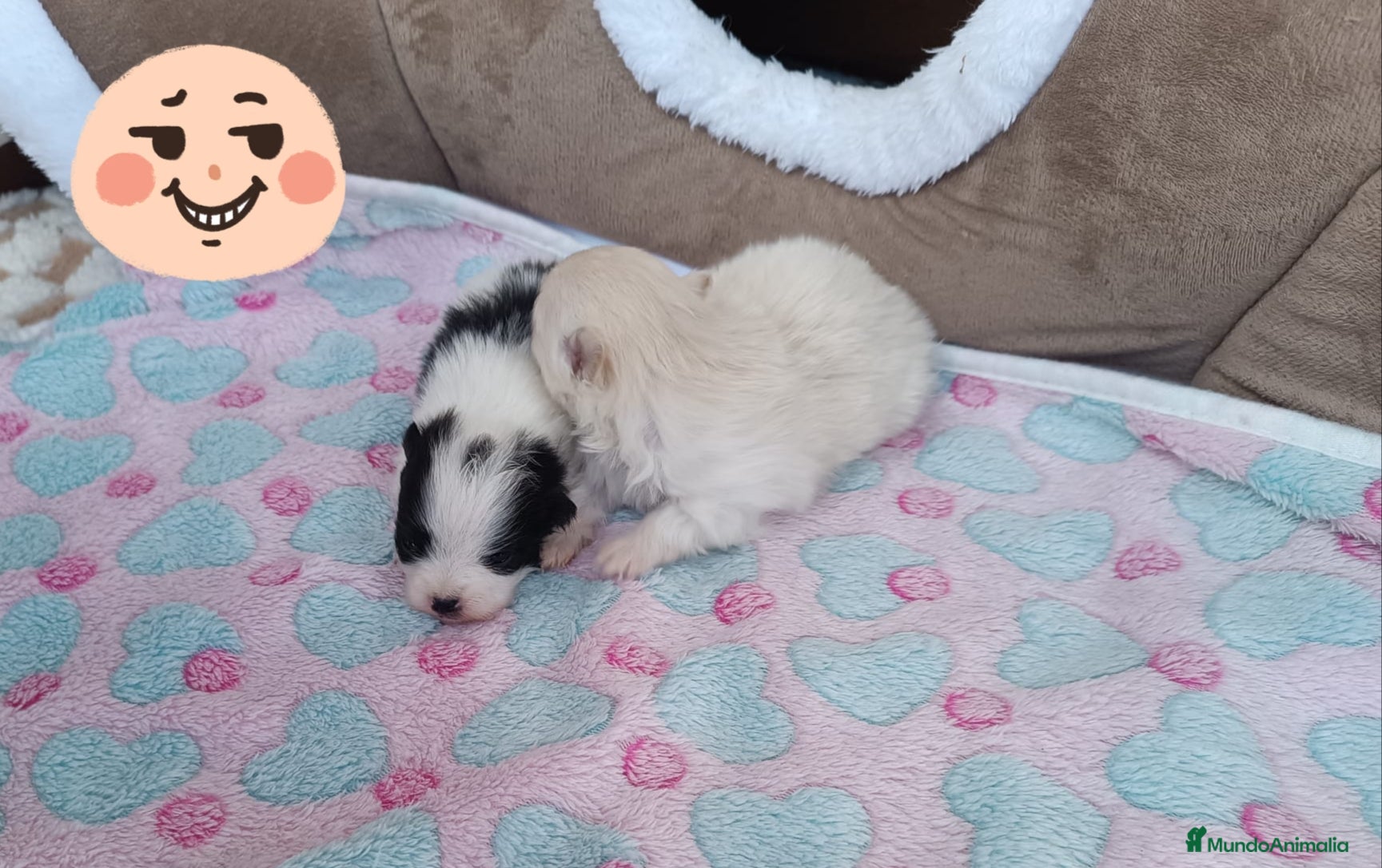 Pomerania perros POMERANIAS LINDAS HEMBRITAS - Anuncio 6