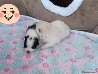 Pomerania perros POMERANIAS LINDAS HEMBRITAS - Anuncio 34