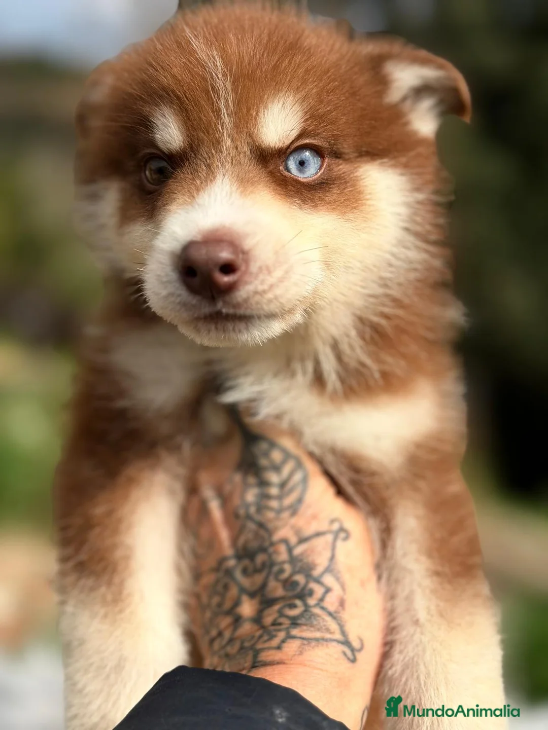 Husky Siberiano perros en venta: HUSKY CHOCOLATE Y BLANCO - Anuncio 6