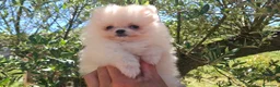 Pomerania perros en venta: POMERANIA - Anuncio 2