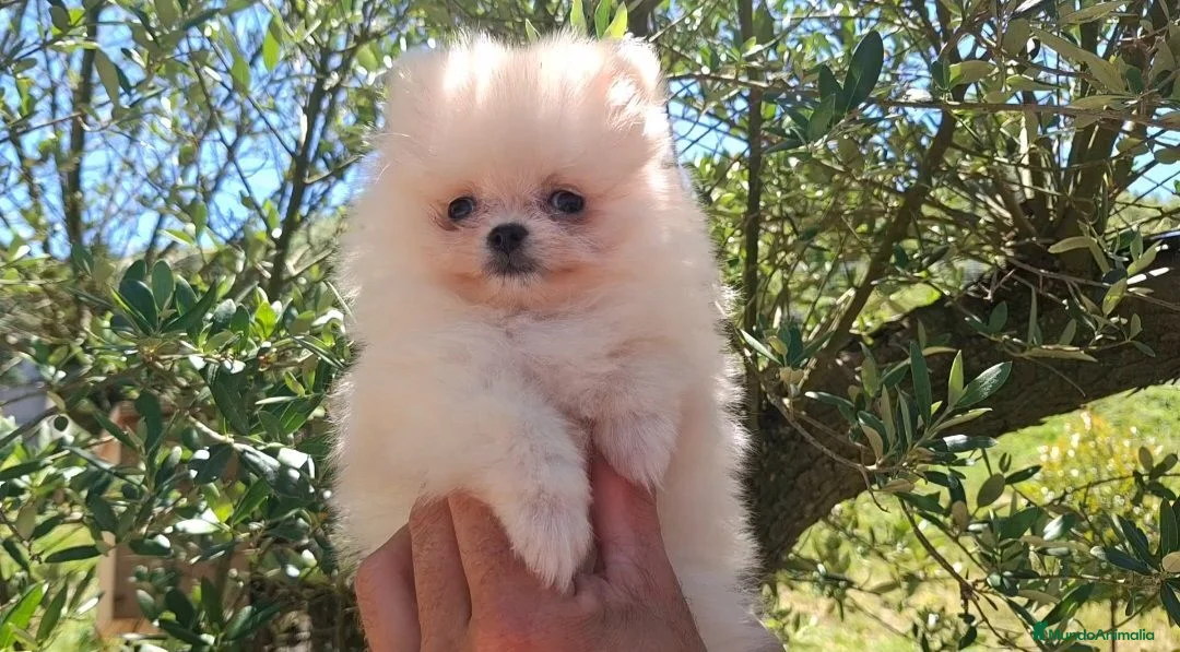 Pomerania perros en venta: POMERANIA - Anuncio 2