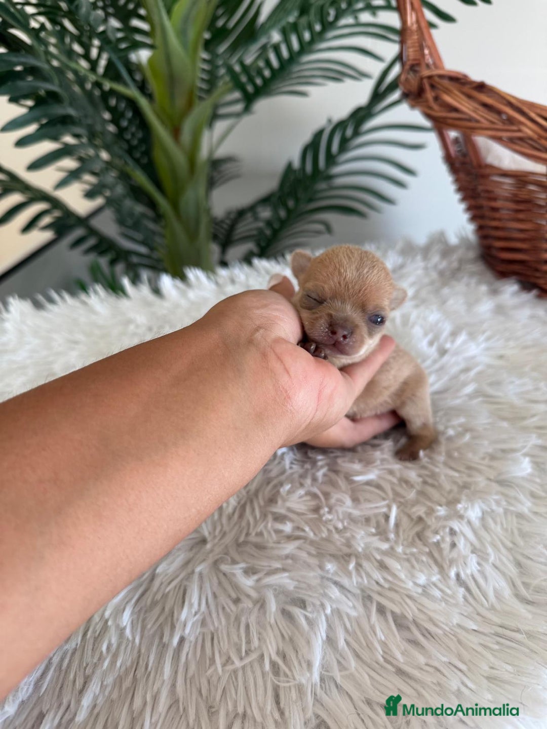Chihuahua perros en venta: CHIHUAHUA MACHO CANELA - Imagen 6