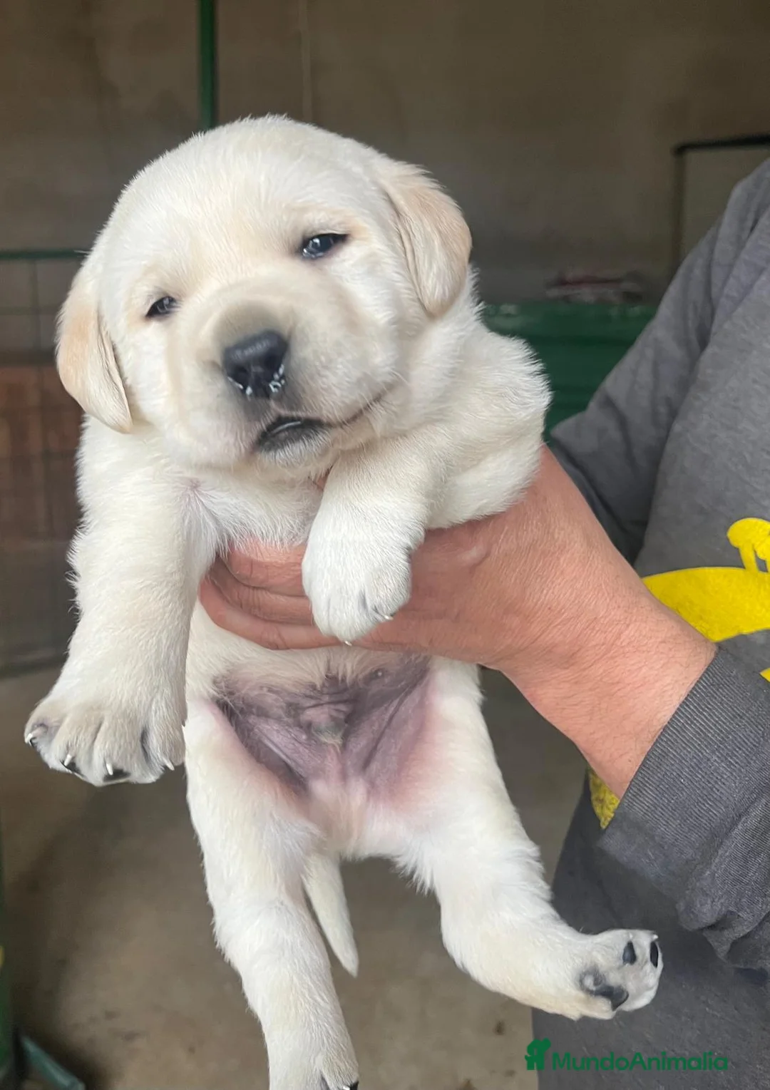 Labrador Retriever perros en venta: Labradores de Quercuscan - Anuncio 2