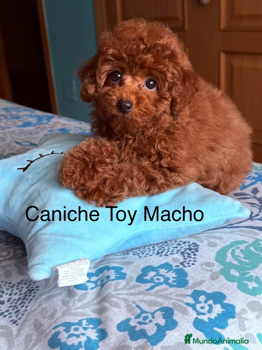 Caniche Toy perros en venta: Caniche toy asiáticos precioso y pequeñito !! - Anuncio 10