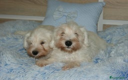 Pinscher Miniatura perros en venta: CACHORRITOS DE SCHNAUZER MINIATURA  - Imagen 12