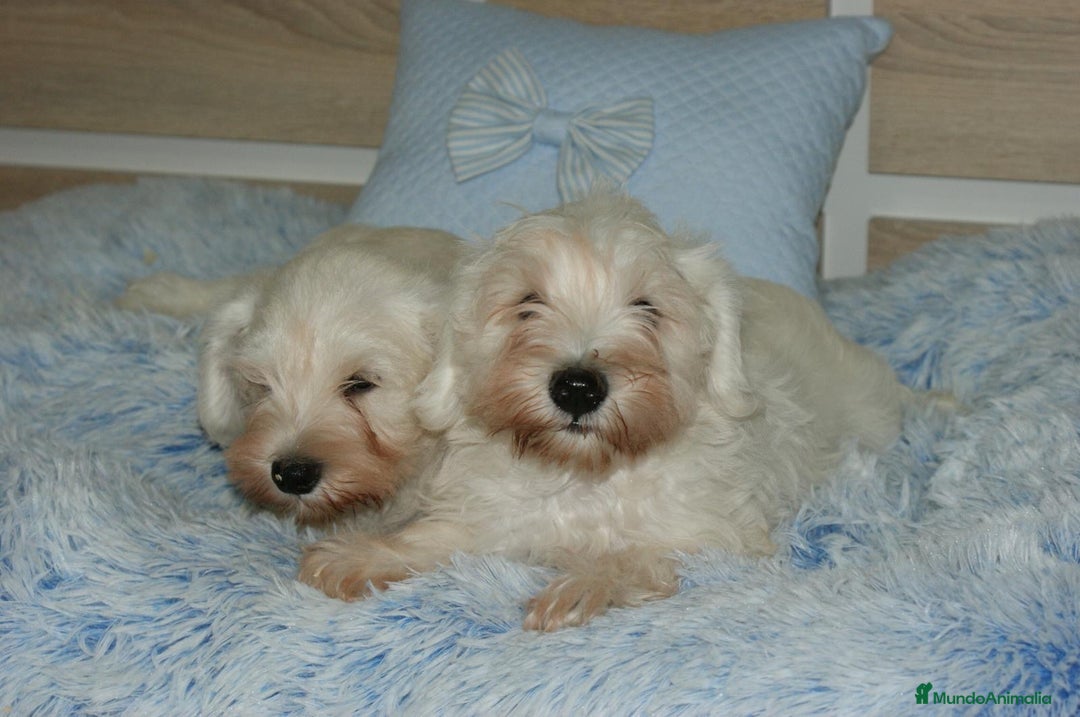 Pinscher Miniatura perros en venta: CACHORRITOS DE SCHNAUZER MINIATURA  - Imagen 12