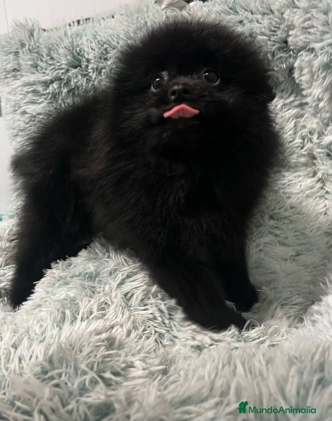 Pomerania perros en venta: Pomerania - Anuncio 8