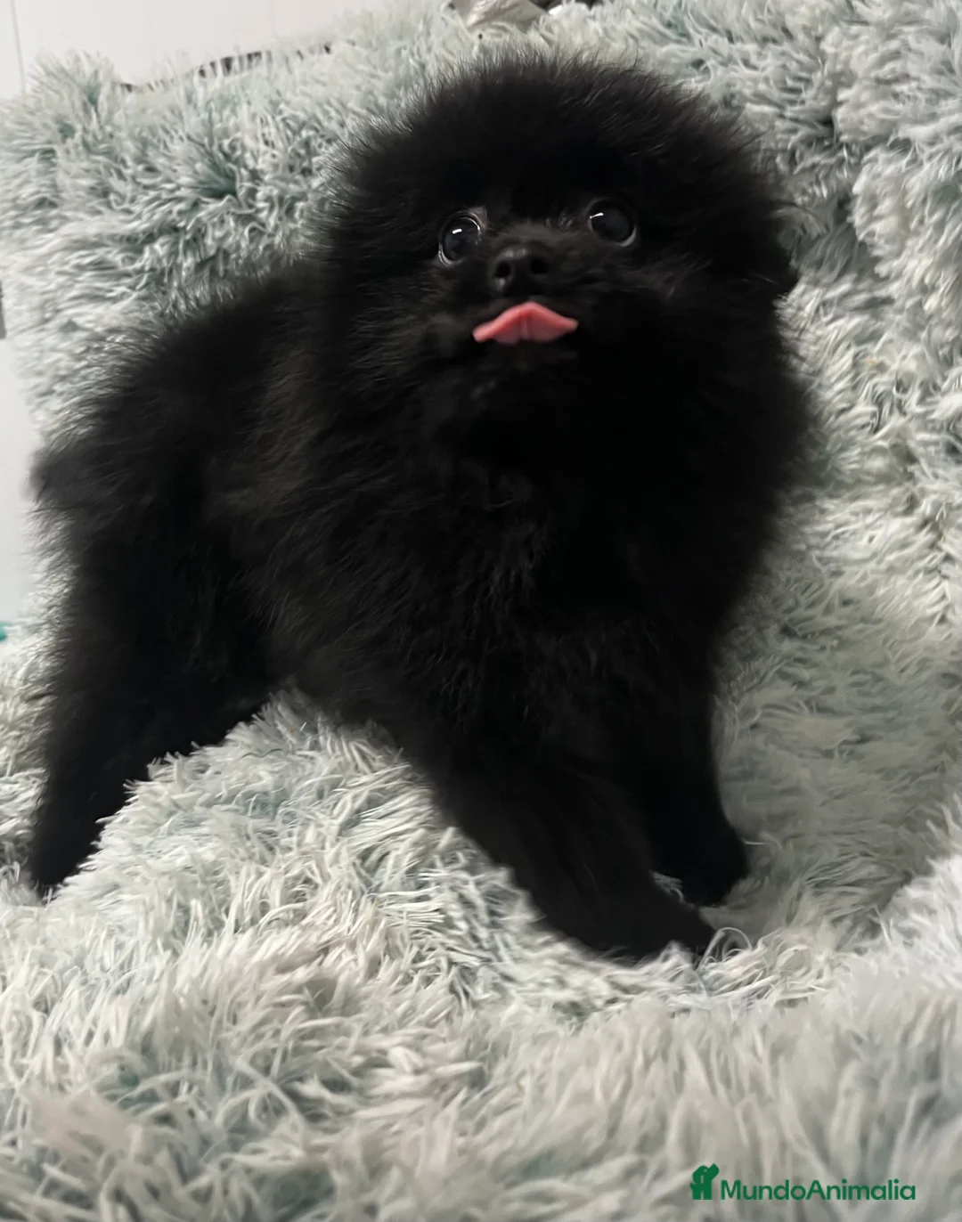 Pomerania perros en venta: Pomerania - Anuncio 10
