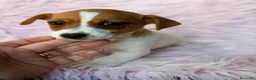 Jack Russell Terrier perros en venta: Camada Jack russell🐾 - Anuncio 8