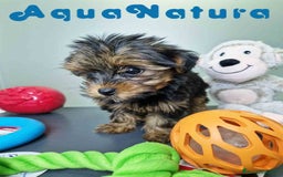 Yorkshire Terrier perros en venta: Yorkshire Hembra CJMM 2436 AQUANATURA - Imagen 1