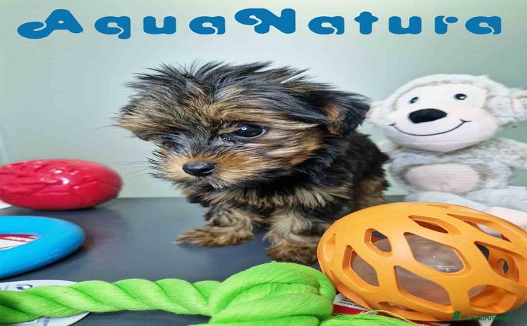 Yorkshire Terrier perros - Anuncio 2