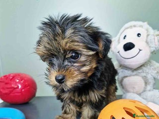 Yorkshire Terrier perros - Anuncio 2