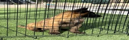 Pastor Belga Malinois perros en venta: Cachorro de Malinois gran calidad  - Anuncio 6