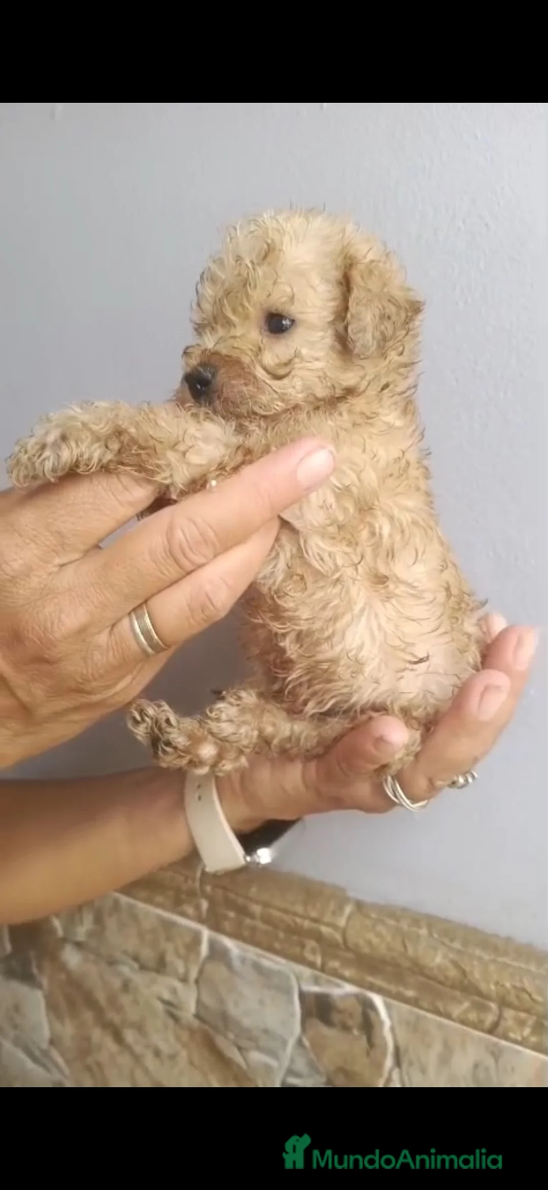 Caniche Toy perros en venta: Último caniche apricot disponible 🐶🐾 en Sevilla - Anuncio 5